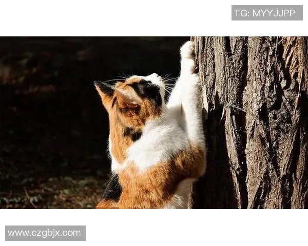 足球明星如何在比赛中巧妙应对猫咪的意外闯入与幽默互动